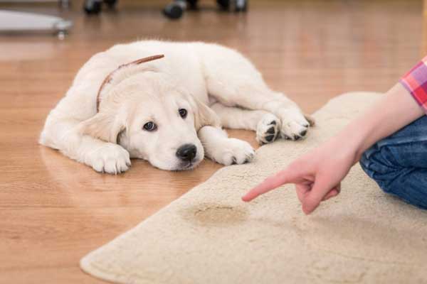 You may not realize it but the products you use to keep your house clean could be dangerous, or even toxic, for your dog. Many commercial cleaning products contain harmful chemicals that can be hazardous for your dog if he inhales or ingests them.